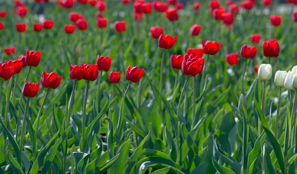 Laleler Tulipa Saklama Organı Olarak Ampullere Sahip Bahar Çiçekleri Açan — Stok fotoğraf
