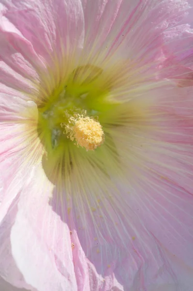 Malva Ist Eine Gattung Aus Der Familie Der Malvaceae Aus — Stockfoto