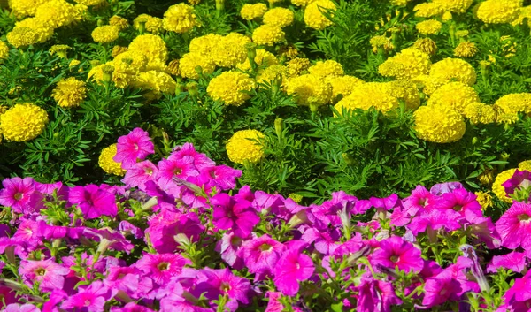 Floral Landscaping Brings Riot Color City Streets City Beds Flowers — Stock Photo, Image