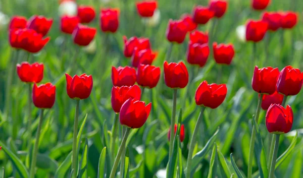 Tulips Tulipa Form Genus Spring Blooming Perennial Herbaceous Bulbiferous Geophytes — Stock Photo, Image