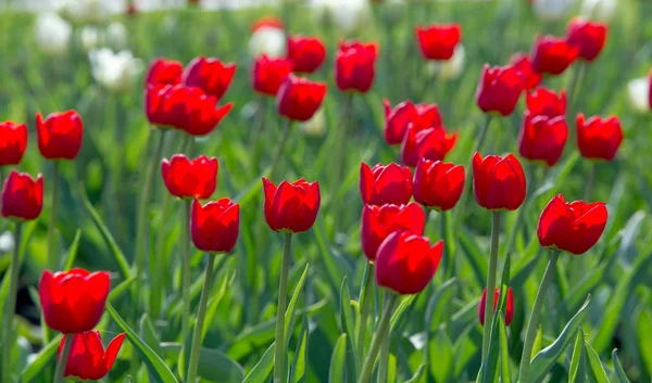 チューリップチューリップは 球根を貯蔵器官として持つ春咲きの多年生草本球根状複葉植物の属を形成します 明るく明るい色 一般的に赤 ピンク — ストック写真