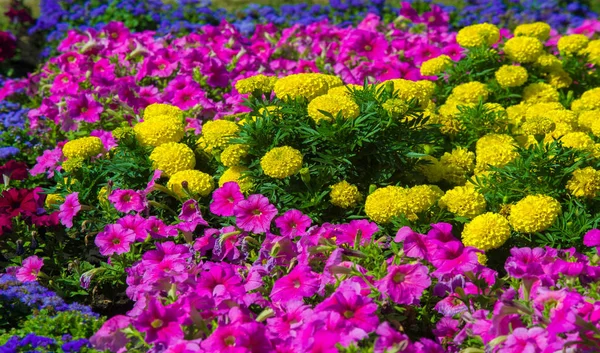 Paisajismo Floral Trae Motín Color Las Calles Ciudad Camas Ciudad — Foto de Stock