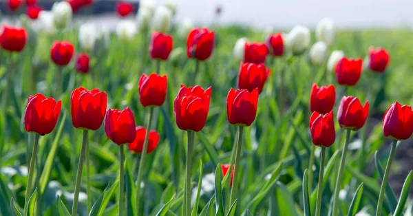 Laleler Tulipa Saklama Organı Olarak Ampullere Sahip Bahar Çiçekleri Açan — Stok fotoğraf
