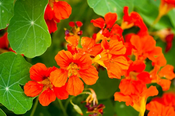 Tropaeolum Κοινώς Γνωστό Nasturtiums Κυριολεκτικά Ανεμοστρόβιλος Μύτη Μητρική Της Νότιας — Φωτογραφία Αρχείου