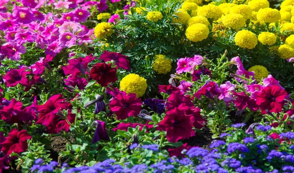 Floral Landscaping Brings Riot Color City Streets City Beds Flowers — Stock Photo, Image