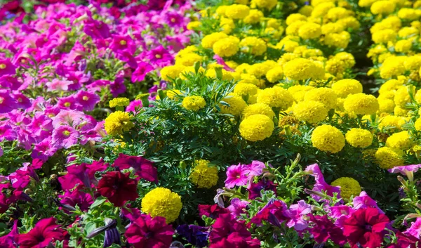 Floral landscaping brings a riot of color to city\'s streets, City beds with flowers, environmental responsibility and beautification through community participation and the challenge of competition.