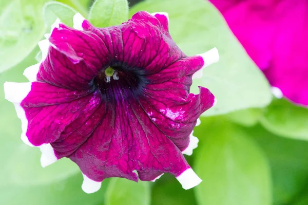 Petunia Plantas Con Flores Origen Sudamericano Una Flor Popular Con —  Fotos de Stock