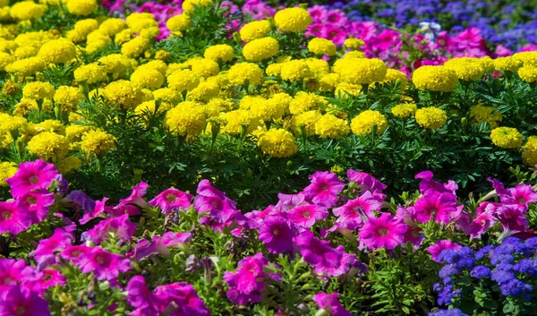 Floral Εξωραϊσμός Φέρνει Μια Εξέγερση Του Χρώματος Στους Δρόμους Της — Φωτογραφία Αρχείου