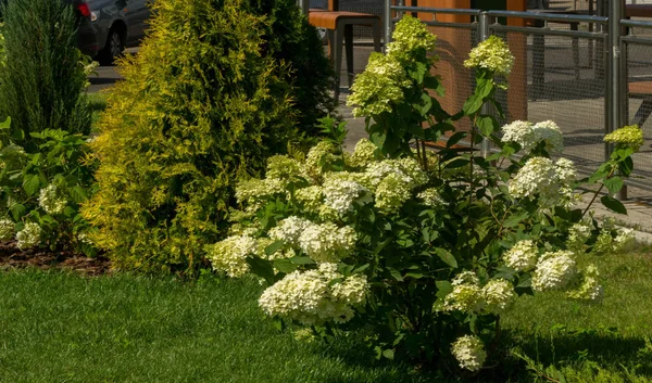 Arbusto Arándano Europeo Buldenezh Viburnum Opulus Var Estéril Boule Neige — Foto de Stock