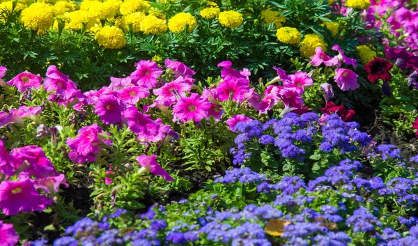 Floral Landscaping Brings Riot Color City Streets City Beds Flowers — Stock Photo, Image