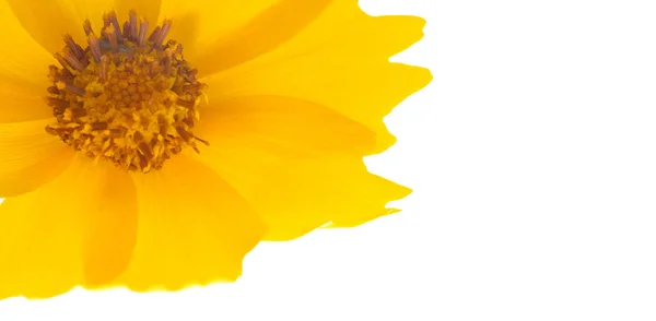 花床上的花 黄色的宇宙是一个属 与宇宙同名 由向日葵科的开花植物组成 — 图库照片