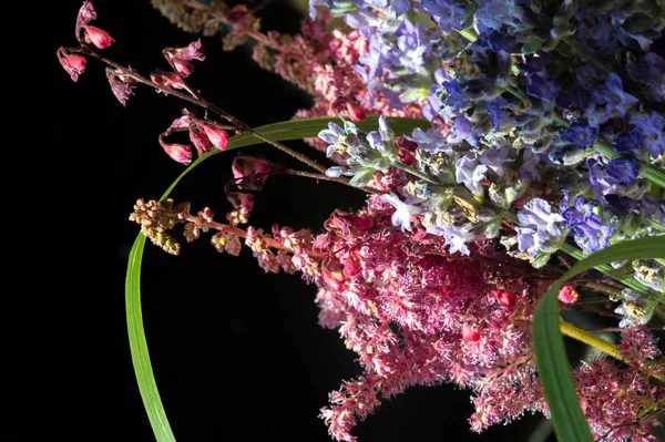 Flores Selvagens Campo Prado Estepe Azul Sinos Reunidos Uma Coroa — Fotografia de Stock