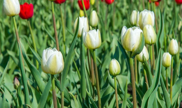 Tulipany Tulipa Tworzą Rodzaj Kwitnących Wiosnę Wieloletnich Zielnych Geofitów Bulwiastych — Zdjęcie stockowe