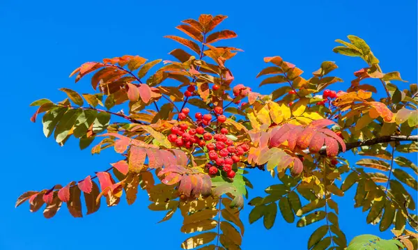 Herbstliche Landschaftsfotografie Eberesche Voller Schönheit Beleuchtet Von Den Farben Des — Stockfoto