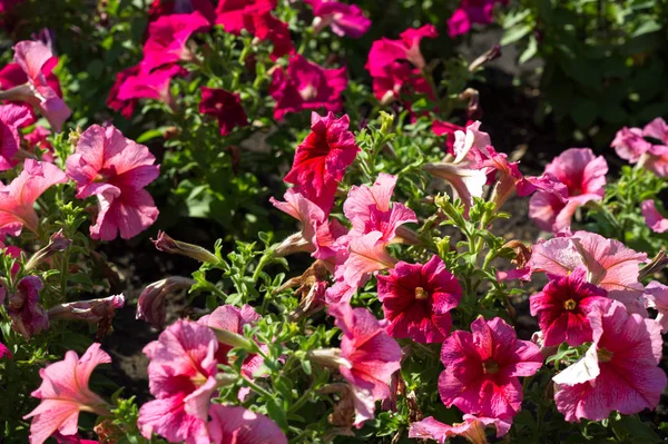 Petunia The Mayan and Incas believed that petunias have the power to chase away (with their odor) the underworld monsters and spirits. Their flower-beds were bunched together for magical drinks.