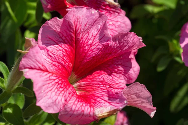 Petunia The Mayan and Incas believed that petunias have the power to chase away (with their odor) the underworld monsters and spirits. Their flower-beds were bunched together for magical drinks.