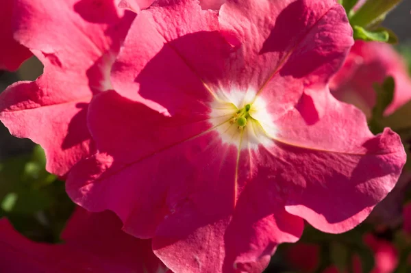 Petunia Mayalar Nkalar Petunyaların Yeraltı Canavarlarını Ruhlarını Kovalayabileceklerine Inanırlardı Çiçek — Stok fotoğraf