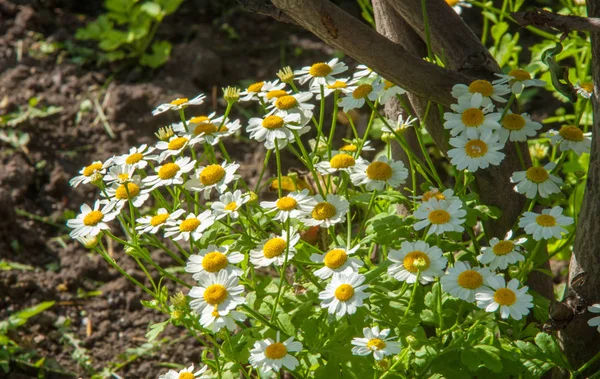카모마일 꽃입니다 카모마일 데이지 데이지 꽃처럼 흰색과 노란색 데이지와 향기로운 — 스톡 사진
