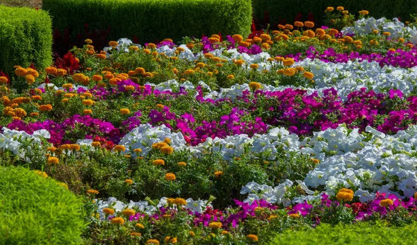 Floral Landscaping Brings Riot Color City Streets City Beds Flowers — Stock Photo, Image