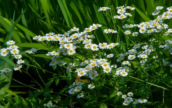 Chamomile Flowers Camomile Daisy Wheel Daisy Chain Chamomel Aromatic European — Stock Photo, Image