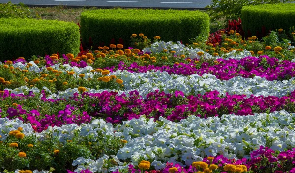 花の造園は 街の通りに色の暴動をもたらします 地域社会の参加と競争の挑戦を通じて花と都市のベッド 環境責任と美化 — ストック写真