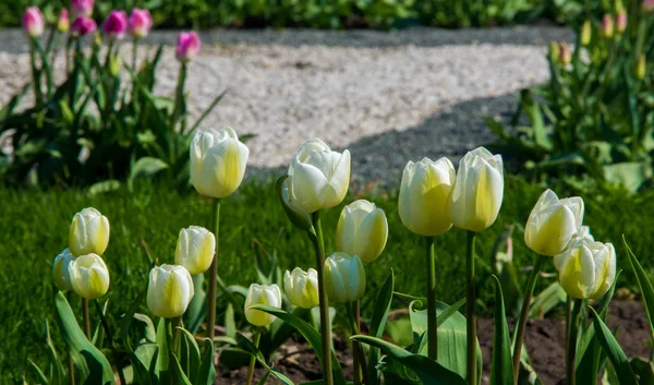 Tulipas Tulipa Formam Gênero Geófitos Bolhosos Herbáceos Perenes Com Flores — Fotografia de Stock