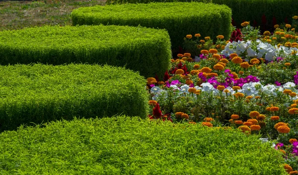 Aménagement Paysager Floral Apporte Une Émeute Couleur Dans Les Rues — Photo