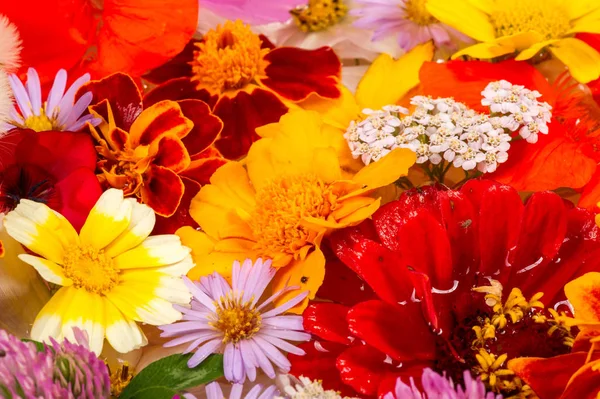 Eine Komposition Aus Leuchtenden Verschiedenen Farben Ein Leuchtend Bunter Herbststrauß — Stockfoto