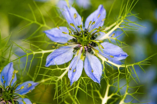 stock image Nigella is a plant of the genus that includes love in the fog the devil in the bushes grown as ornamental plants the gardens Nigella damascena is grown in English gardens since the days of Elizabeth