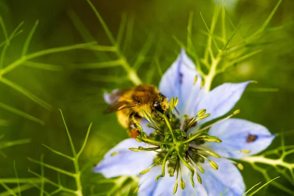 Nigella Una Planta Del Género Que Incluye Amor Niebla Diablo —  Fotos de Stock