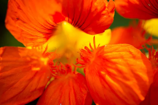 Tropaeolum Gemeinhin Als Kapuzinerkresse Bekannt Stammt Aus Süd Und Mittelamerika — Stockfoto