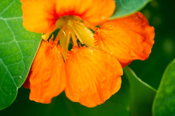 Tropaeolum Κοινώς Γνωστό Nasturtiums Κυριολεκτικά Ανεμοστρόβιλος Μύτη Μητρική Της Νότιας — Φωτογραφία Αρχείου