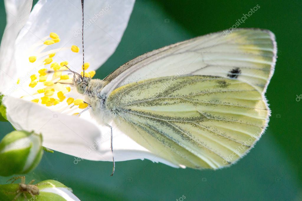 Philadelphus They are named mock-orange in reference to their flowers, Citrus at first glance,flowers and jasmine Jasminum. Butterfly Pieris brassicae, the large white cabbage, cabbage white,  moth.