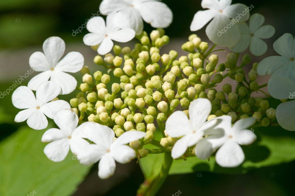 Kalina flowers. Viburnum opulus In Russia the Viburnum fruit is called kalina (viburnum) and is considered a national symbol. Kalina derived from kalit 'or raskalyat', which means 