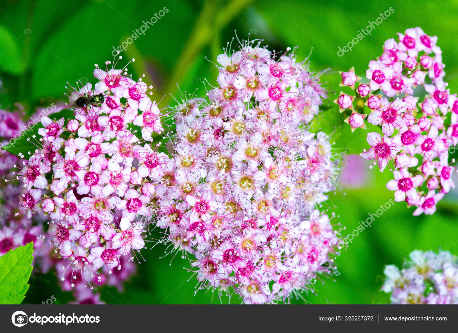 Spiraea Japonica Japanese Meadow Japanese Spirea Korean Plant Family