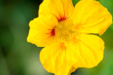 Güney ve Orta Amerika 'nın yerlisi Tropaeolum, nasturtium olarak da bilinir, çiçekler biseksüel ve elmacık kemiğindendir.,