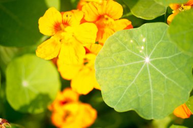 Güney ve Orta Amerika 'nın yerlisi Tropaeolum, nasturtium olarak da bilinir, çiçekler biseksüel ve elmacık kemiğindendir.,