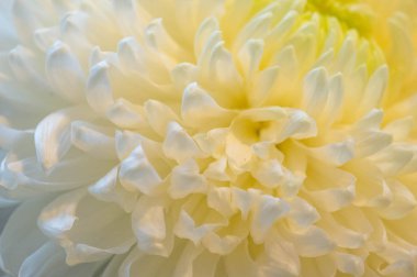 Çiçek buketi yaratıcı bir düzende bir çiçek koleksiyonudur. Çiçek buketleri evlerin ya da kamu binalarının dekorasyonu için düzenlenebilir ya da elde taşınabilir.