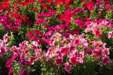 Petunia Mayalar ve İnkalar, petunyaların yeraltı canavarlarını ve ruhlarını kovalayabileceklerine inanırlardı. Çiçek tarlaları sihirli içecekler için bir araya toplanmıştı..