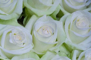 güller çiçekler. Güzel büyük kokulu çiçekler ve genellikle dikenler ile kaplı bir sap ile bir bitki. genellikle kırmızı, pembe, sarı veya beyaz kokulu çiçekler taşıyan dikenli çalı veya çalı