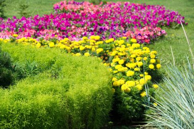 Şehir fotoğrafçılığı, şehirdeki çiçek yatakları, güneşli bir gün, iyi bir ruh hali.