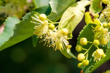 Bir ıhlamur ağacı çiçeği. Cins, Birleşik Krallık ve Kuzey Amerika 'da yaygın olarak limon olarak adlandırılır. Nektar oluşturan çiçekler, şifalı bitki limonu. Monoflorn tatlım. çaylar ve tentürler