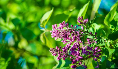 Zeytin familyasına ait ağaçlık alanlarda yetişen ve güneydoğu Avrupa 'dan doğu Asya' ya kadar ovalanan ve daha ılıman bölgelerde yaygın ve yaygın olarak yetiştirilen leylak yapraklı yapraklı şırınga türleri.