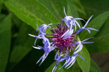 Blue cornflower 'ın ABD, Kanada, İngiltere ve Avustralya' daki popülaritesi o kadar yüksekti ki Corning Glass Works 'ün bir sembolü haline geldi..