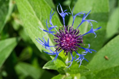 Blue cornflower 'ın ABD, Kanada, İngiltere ve Avustralya' daki popülaritesi o kadar yüksekti ki Corning Glass Works 'ün bir sembolü haline geldi..