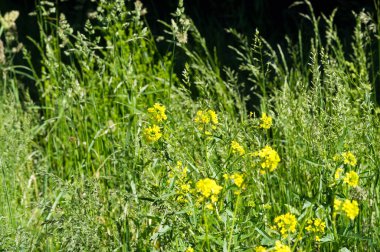 Çimler yeşil, çimenler kırpılmamış, genç çimenler filizleniyor. Tipik olarak kısa ve uzun yapraklı bitkilerden oluşan bitki örtüsü, yabani veya çimenlik ve otlaklarda yetişir.