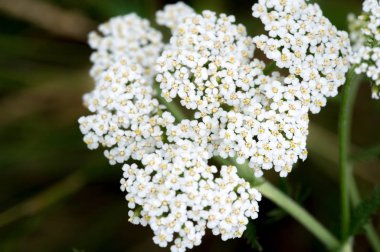 Aegopodyum. En tanınmış üyesi Aegodium podagraria, dağdaki kar, piskopos otu, gutweed, Avrupa ve Asya 'ya özgüdür..