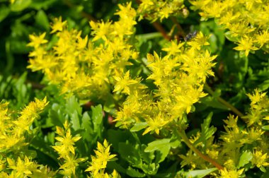 Sedum telephium, sıklıkla Hylotelephium, orpine, livelong, kurbağa midesi, arping Johnny, sonsuz yaşam, yaz ortası adamları, Yetim John, cadının para çantası