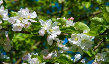 Elma Çiçekleri, Elma Çiçeği. Doğal yeşil arka planda gün ışığında. Ağaç beyazı baharda çiçek açar..
