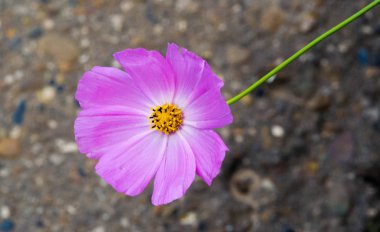 Çiçek tarlası için kozmos, ayçiçeği familyasındaki çiçek açan bitkilerden oluşan, aynı adı taşıyan bir cinstir.